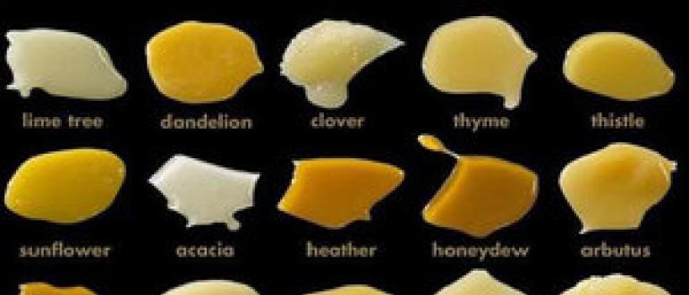 Виды, сорта меда и его лечебные свойства