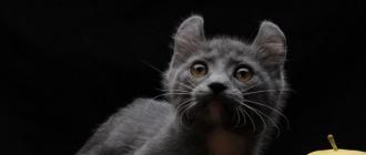 Породы самых маленьких котов в мире с фото Самый крошечный кот