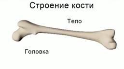 Самые маленькие косточки в теле человека. Головка кости. Головка кости человека. Головка базовой кости. Тело кости и наружная часть головок покрыта.