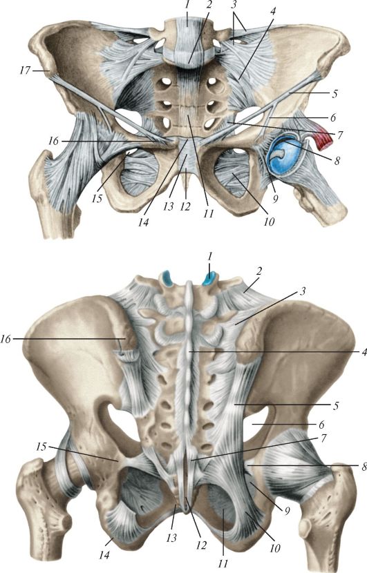 Суставы таза женщины. Крестцово копчиковый сустав. Крестцово-подвздошный сустав анатомия. Соединение крестцово-подвздошный сустав анатомия. Крестцовокопчмкрвый сустав.