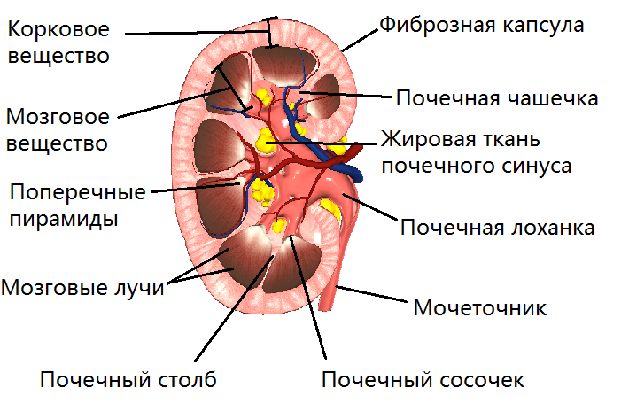 Какие части изображенной на рисунке почки человека обозначены цифрами 1 и 2