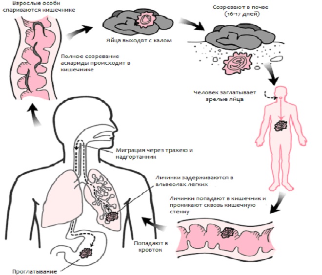 Аскарида пути заражения. Механизм заражения аскаридами. Аскаридоз механизм передачи. Пути заражения аскаридами. Фекальный путь заражения это.